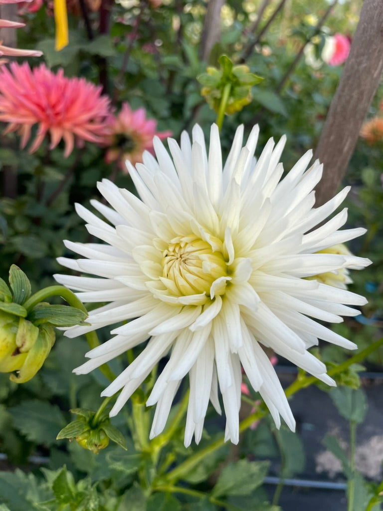 Dahlia - Karras 150