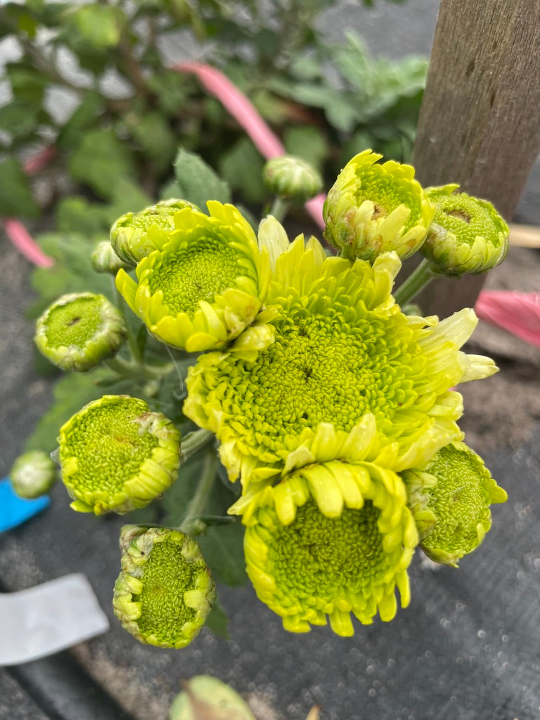 Heirloom Chrysanthemum - Rooted Cutting - Deligreen