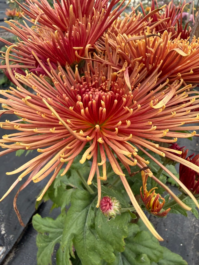 Chrysanthemum - Rooted Cutting - Seaton's Delight