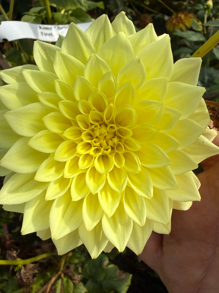 Dahlia - Kim's Christie