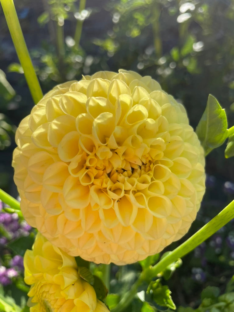 Dahlia - Florelie WInter Sunshine