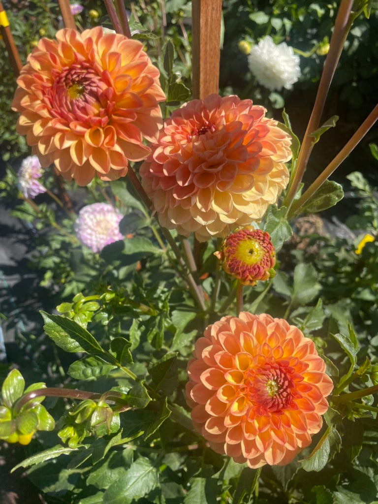 Dahlia - Winkie Kestrel