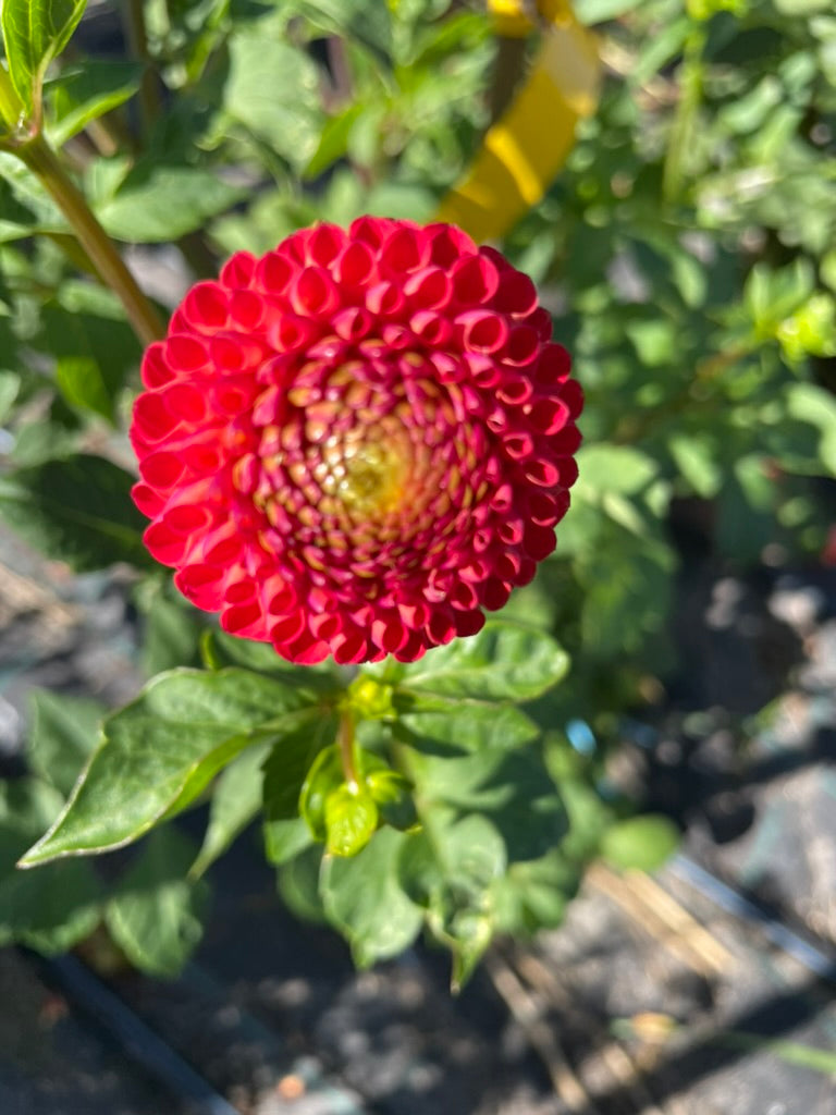 Dahlia - Glenrolland Wilie