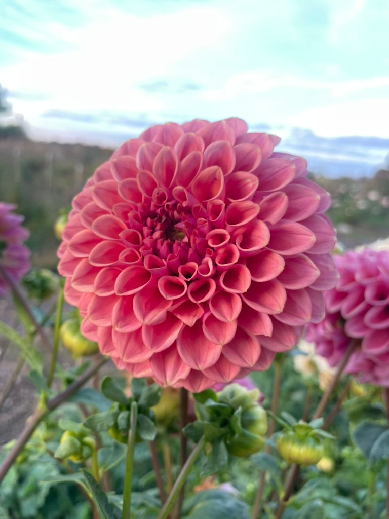 Dahlia - Sheila