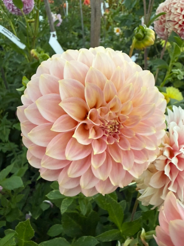 Dahlia - Coorabell Jessie
