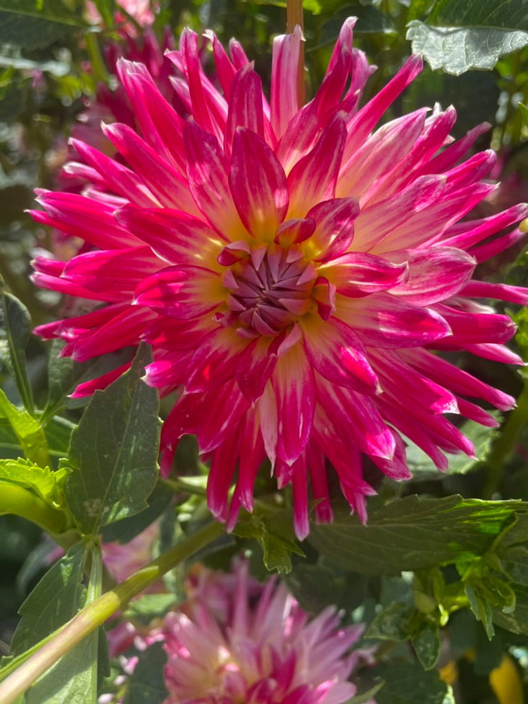 Dahlia - Devon Cha Cha