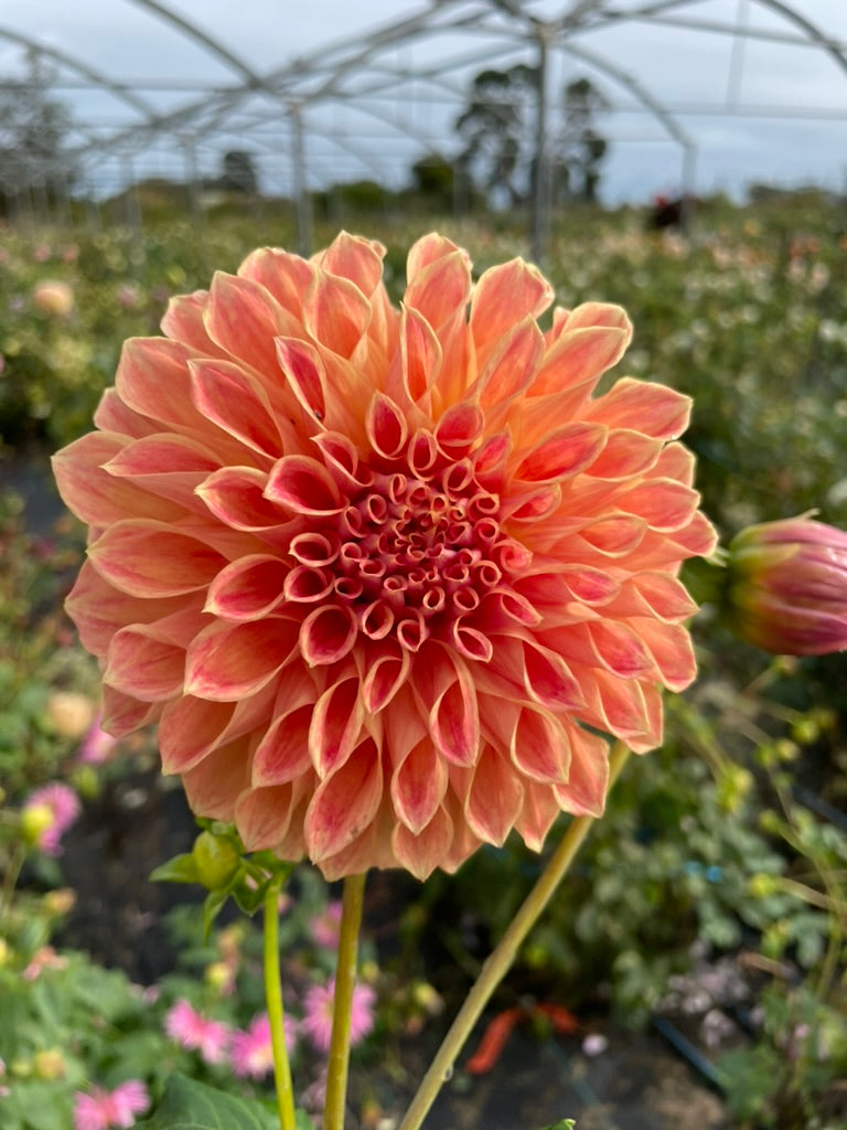 Dahlia - Winkie Rhubarb