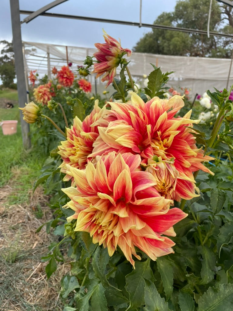 Dahlia - Trev's Treasure