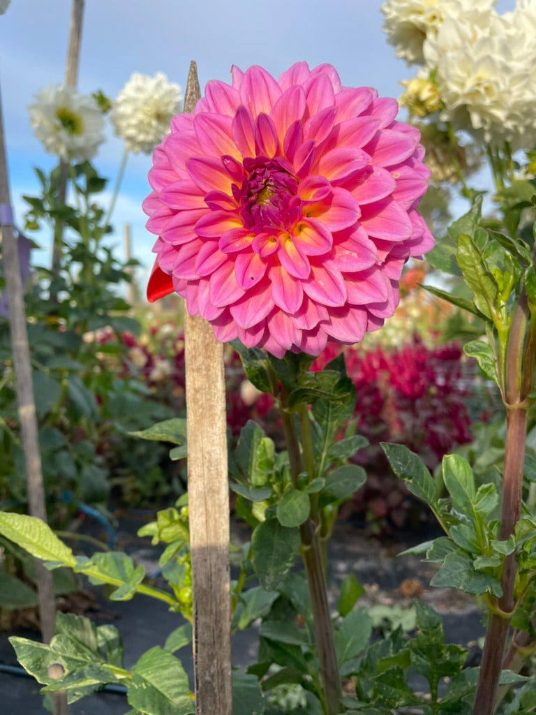 Dahlia - Trevallyn Idol (max 1)