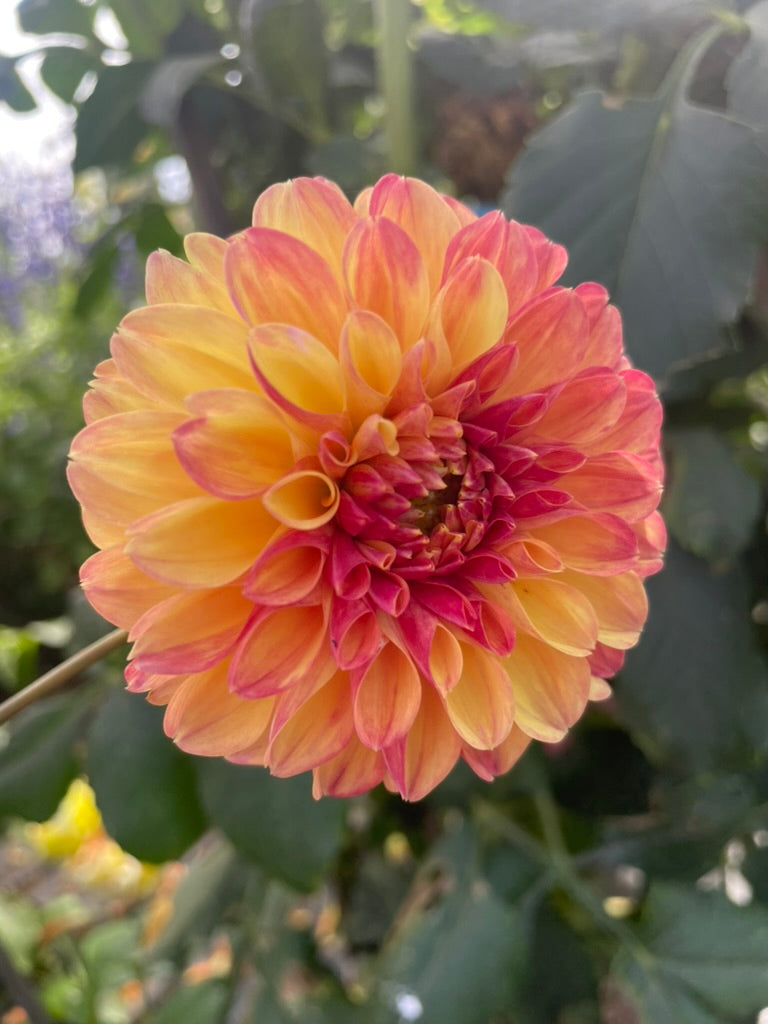 Dahlia - AJ Fireball (NA 2025)
