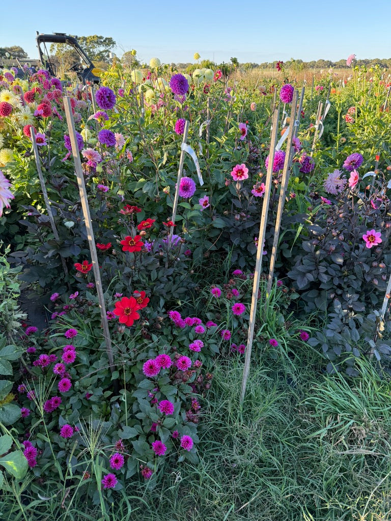 Dahlia - Dahlegria 'Dreamy Lilac'