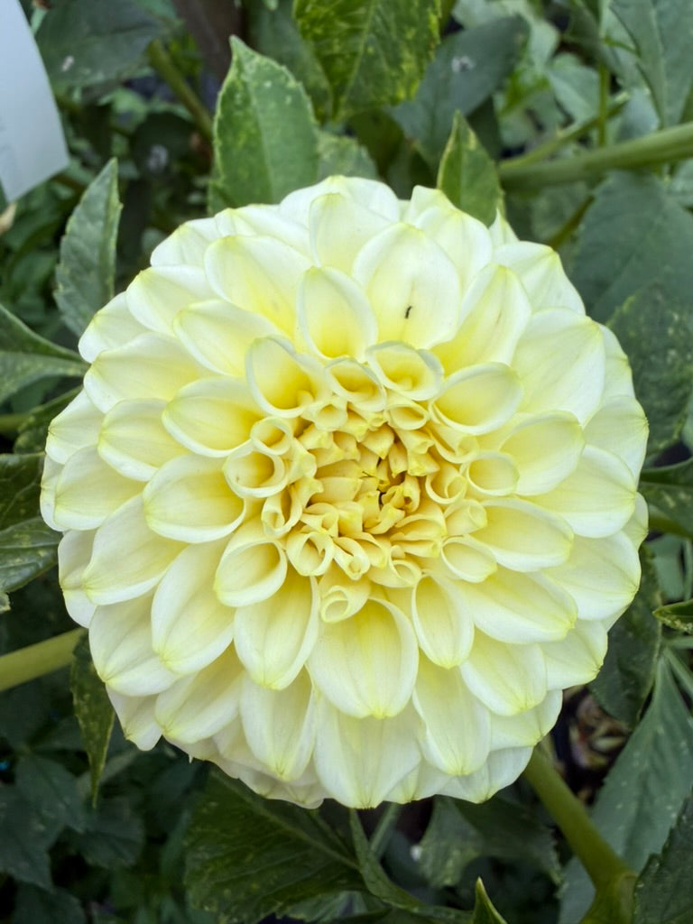Dahlia - Trevallyn Lemon Globe
