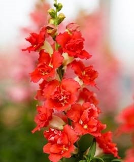 Double Shot Snapdragon Collection