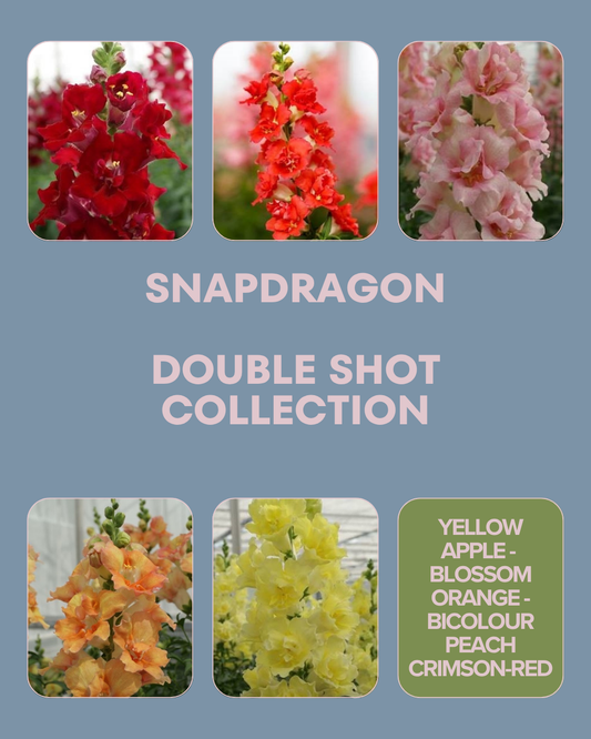 Double Shot Snapdragon Collection