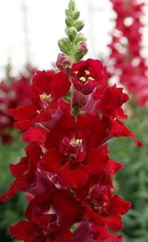 Double Shot Snapdragon Collection