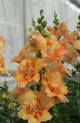 Double Shot Snapdragon Collection