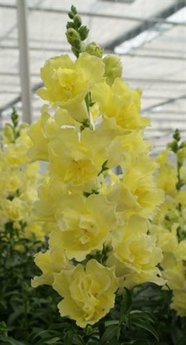 Double Shot Snapdragon Collection