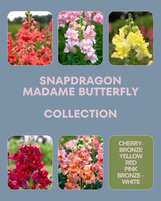 Madame Butterfly Snapdragon Collection