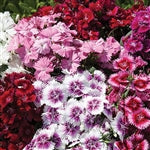 Summer Edible Flowers Collection