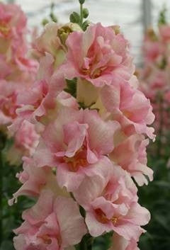 Double Shot Snapdragon Collection