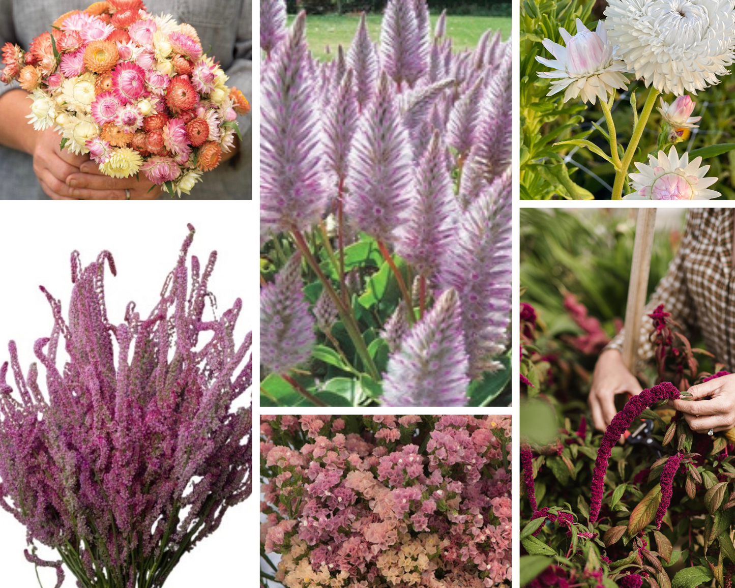 Dried Flower Seed Collection