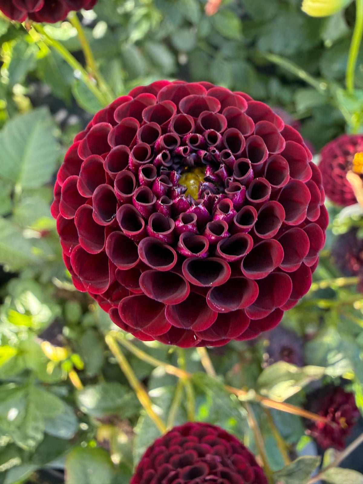 Dahlia - Nero