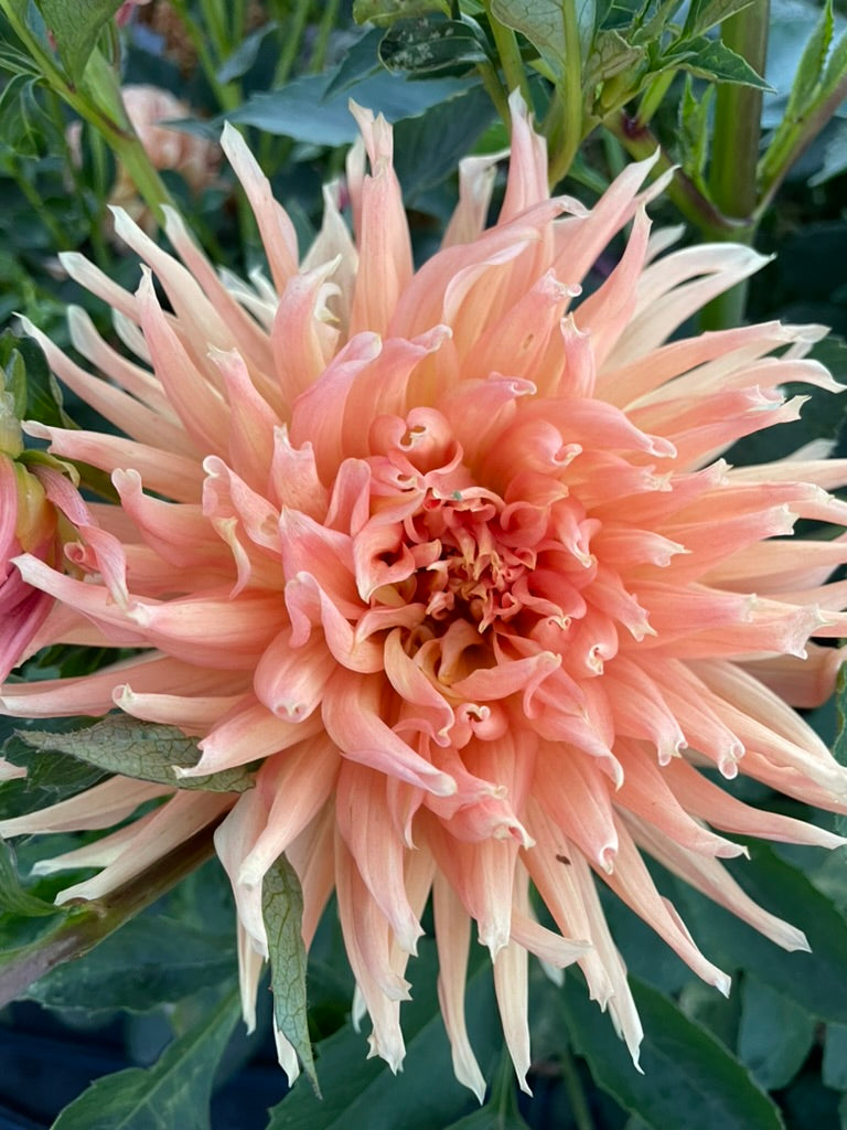 Dahlia - Glenora Apricot