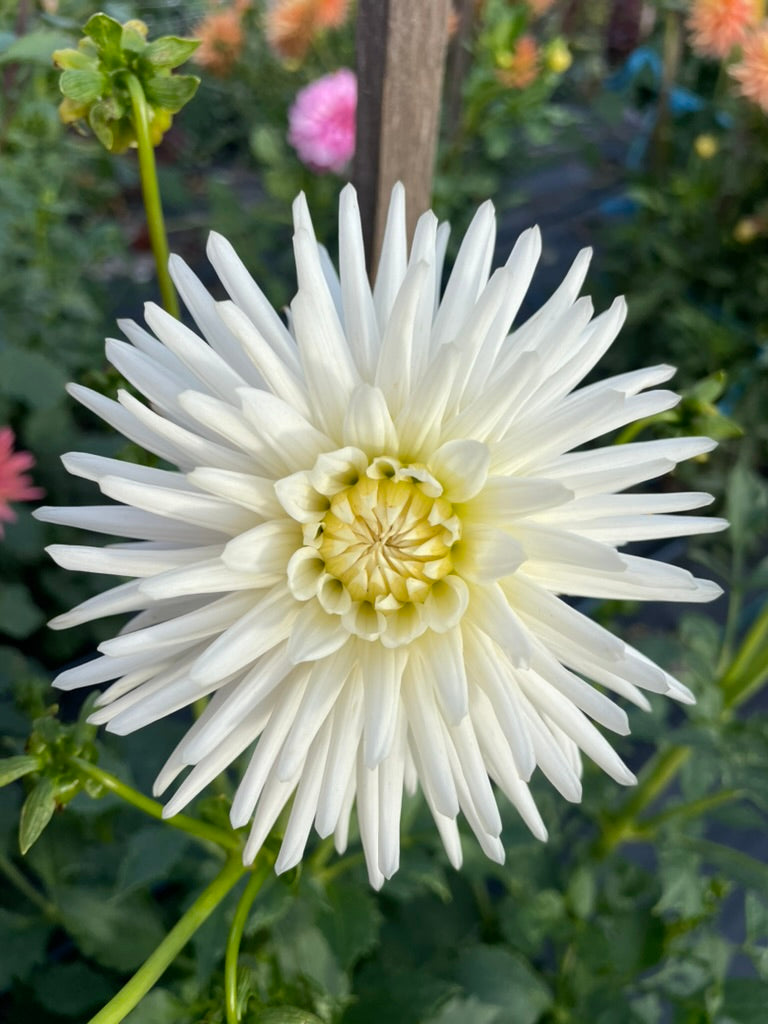 Dahlia - Karras 150