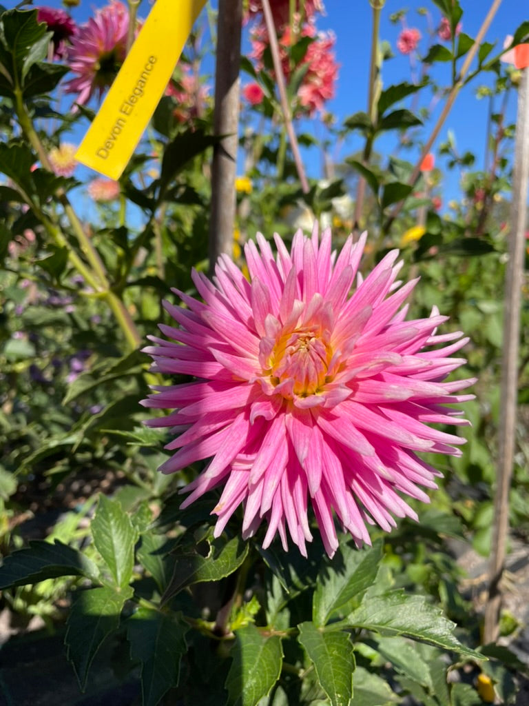 Dahlia - Devon Elegance