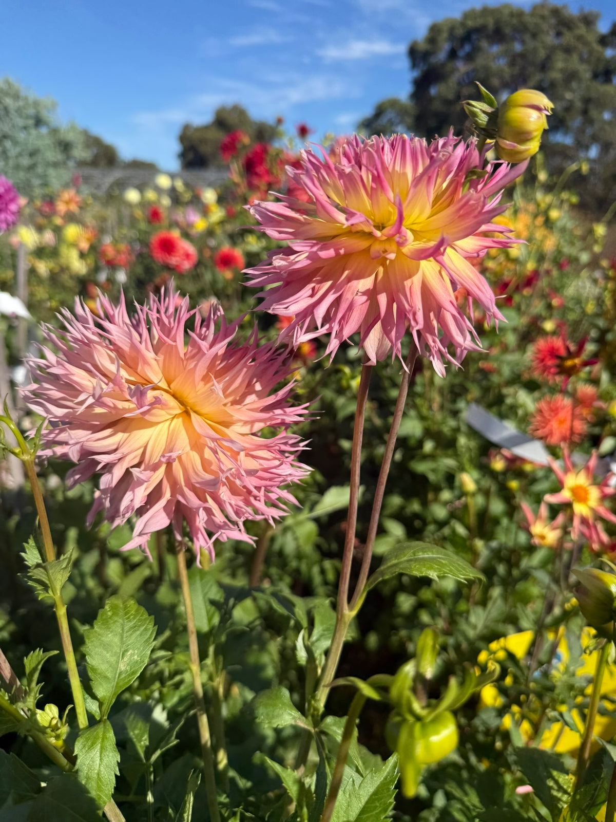 Dahlia - Judith Taylor