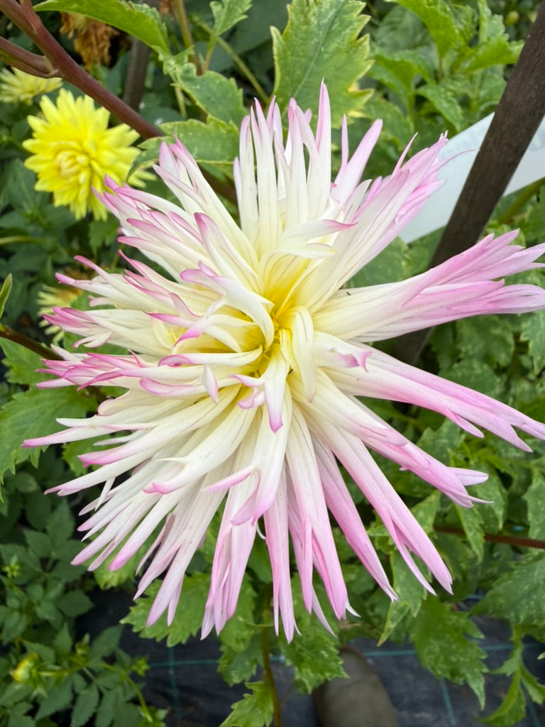Dahlia - Marlene Joy