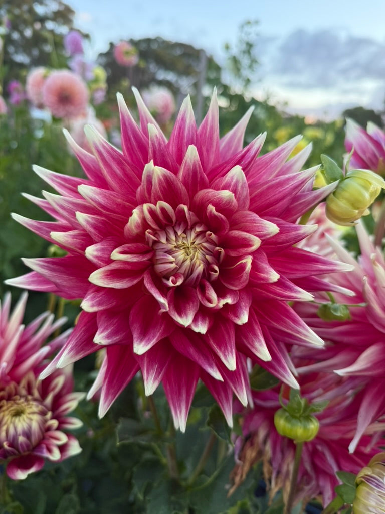 Dahlia - Maxmann