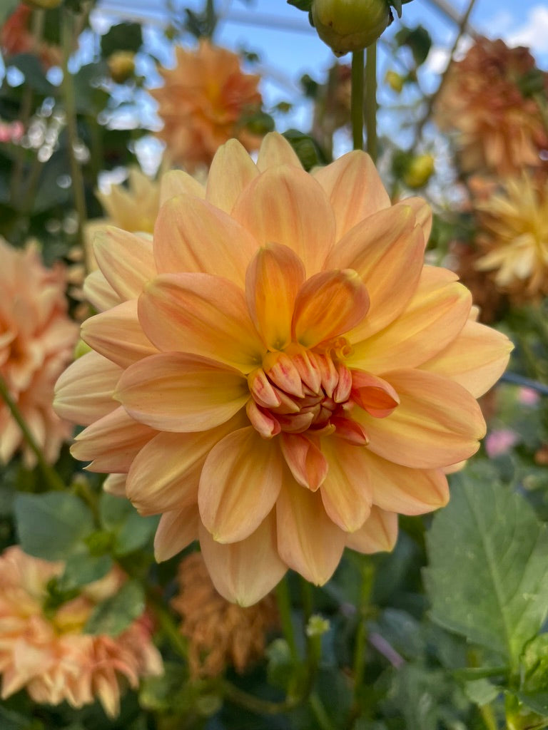 Dahlia - Golden Leader