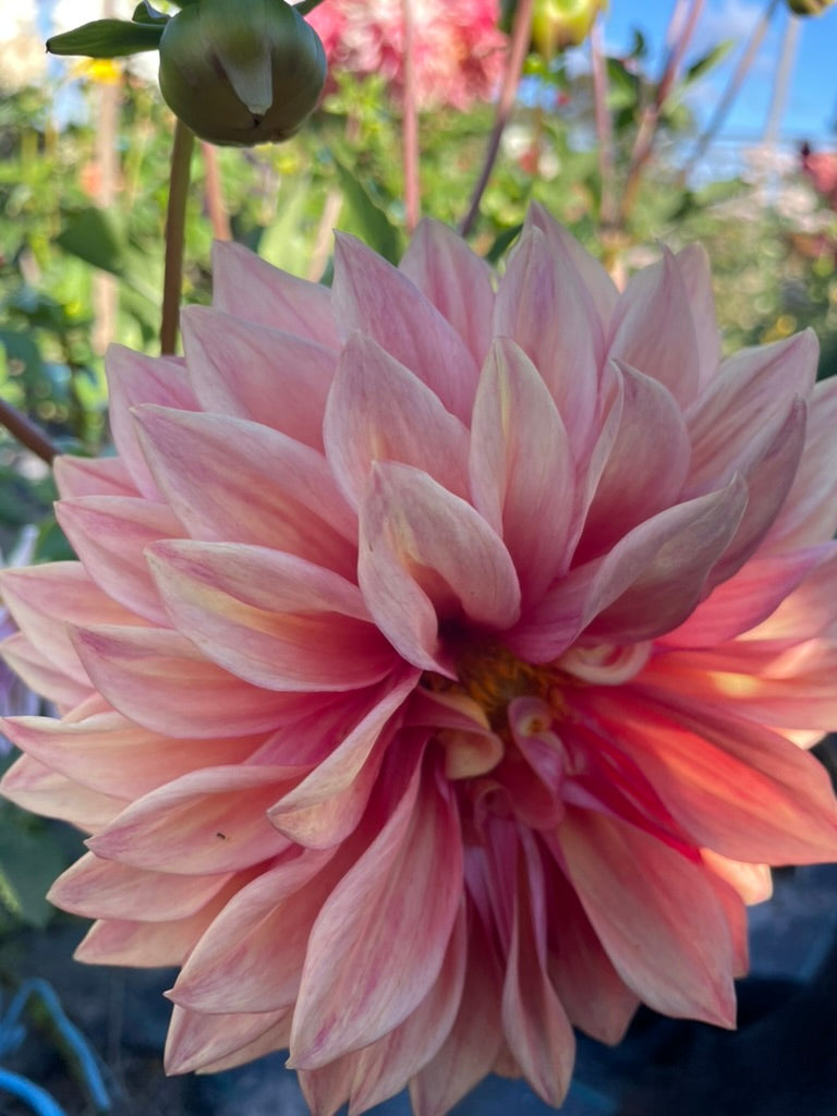Dahlia - Winkie Horseshoe