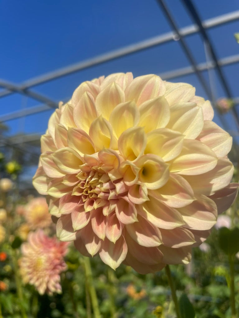 Dahlia - Darbro Skyla