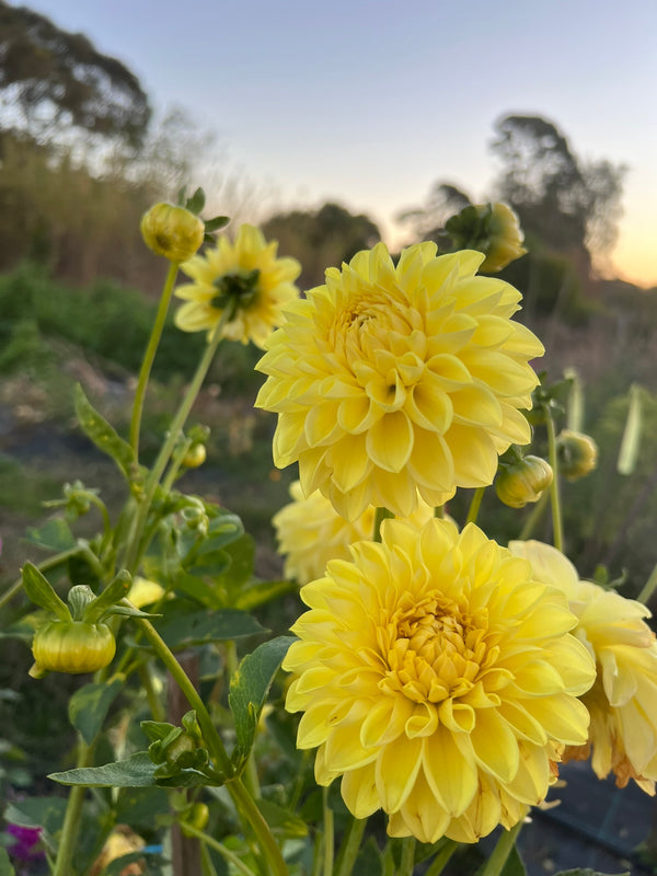 Dahlia Seed - Darbro Kylie Anne