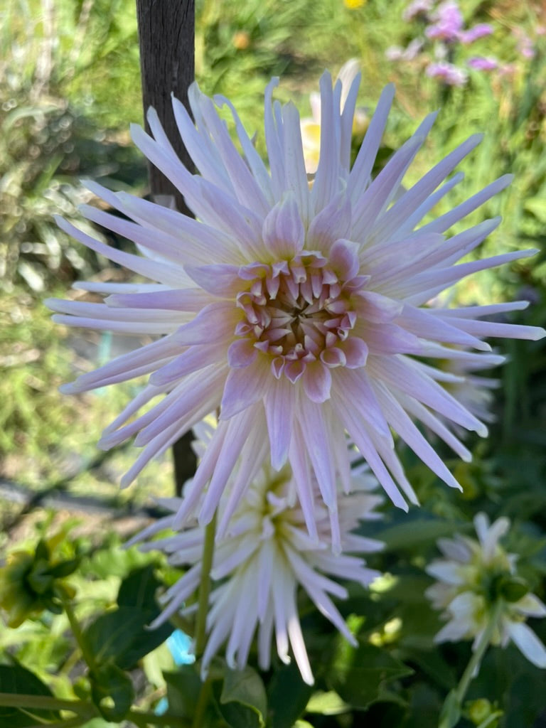 Dahlia - Valetta