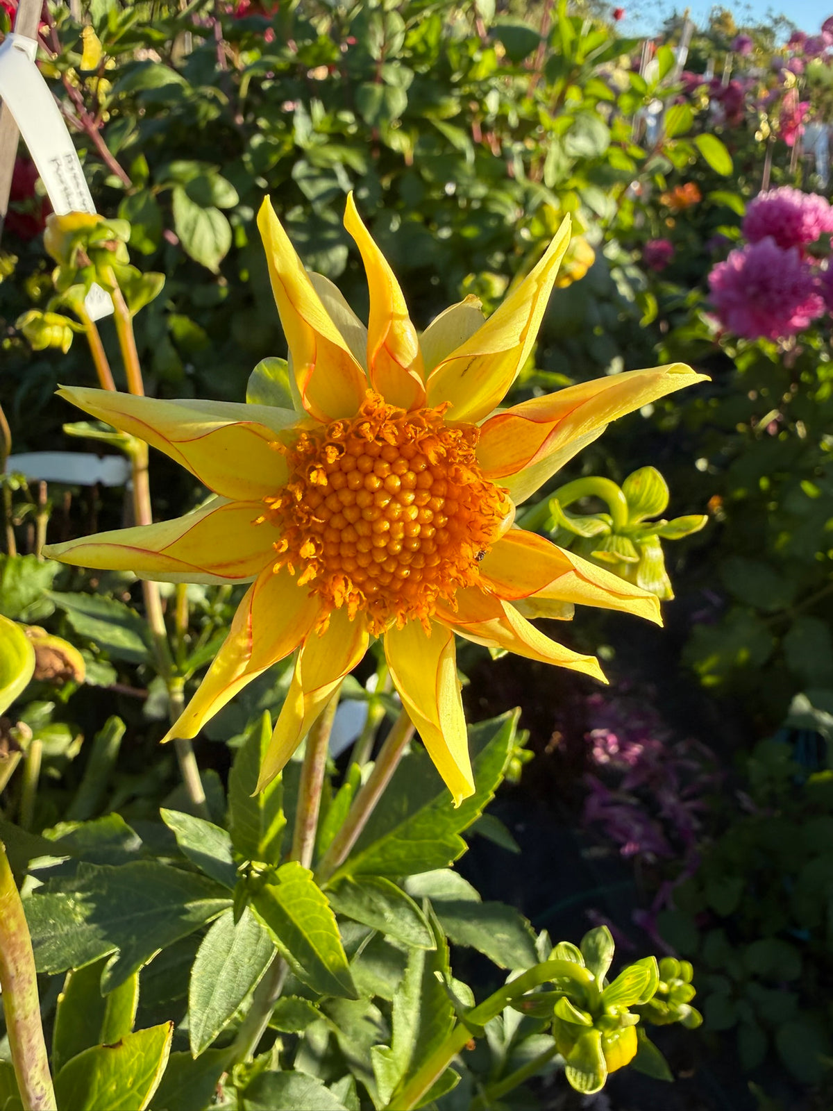 Dahlia - Golden Sunset