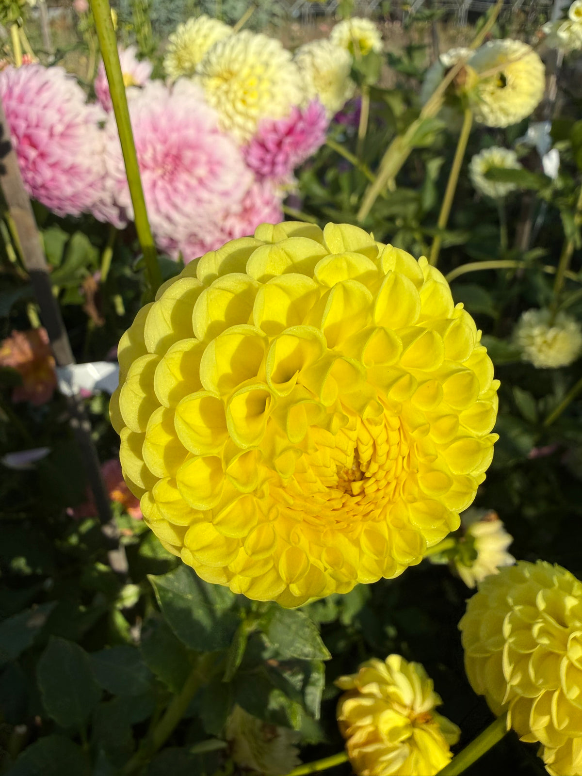 Dahlia - Ryecroft Wizard