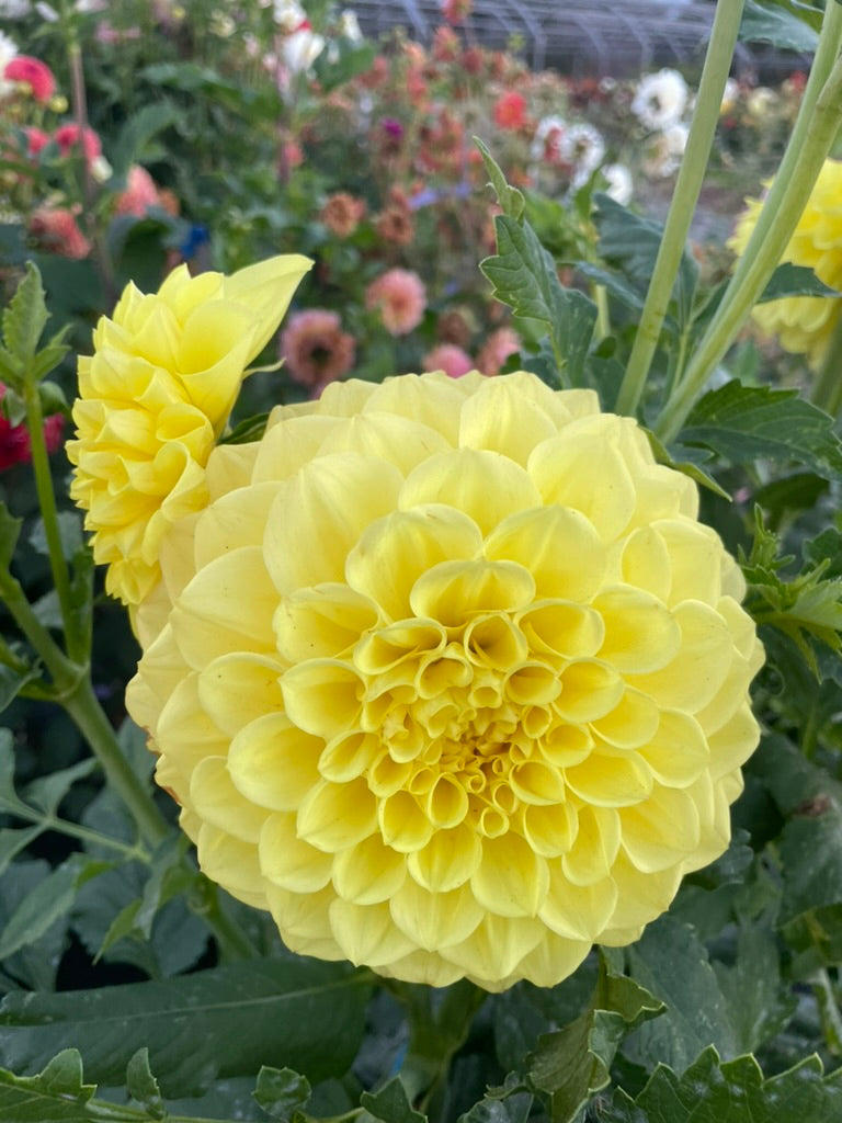 Dahlia - Formby Halo