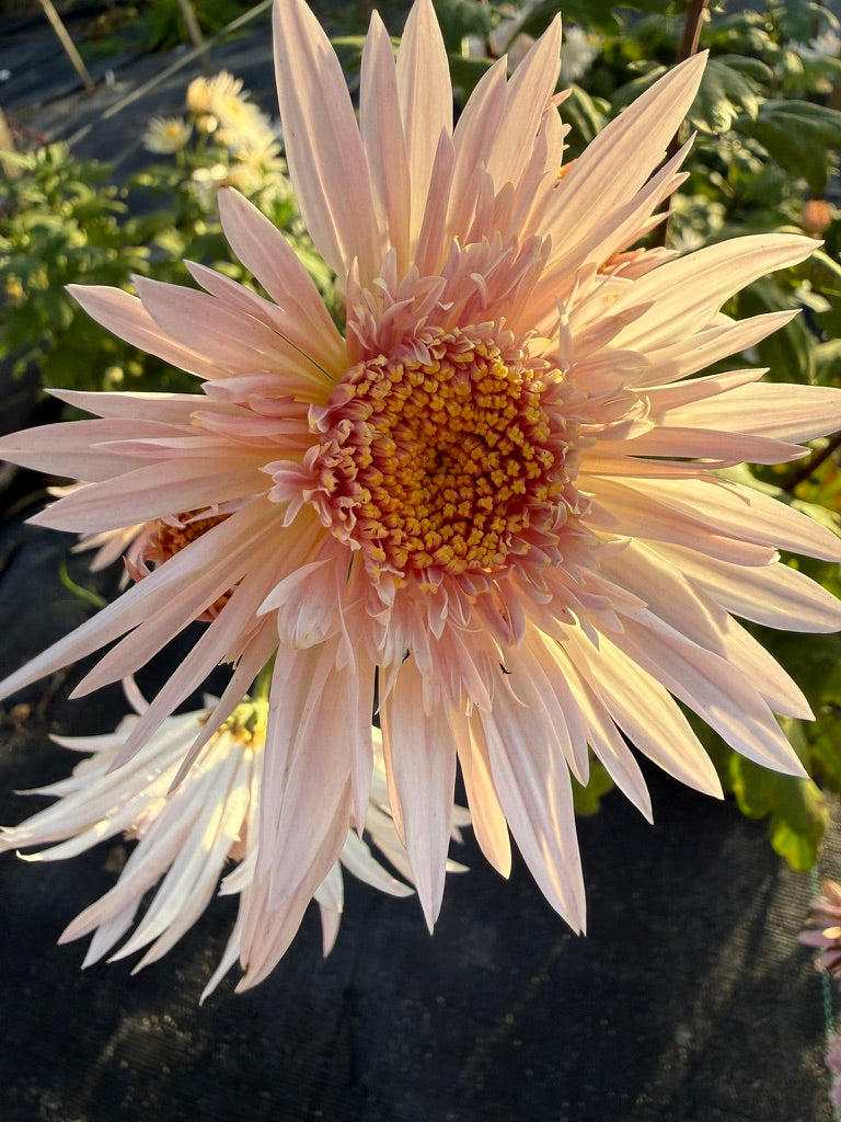 Chrysanthemum - Rooted Cutting - Flying Saucer