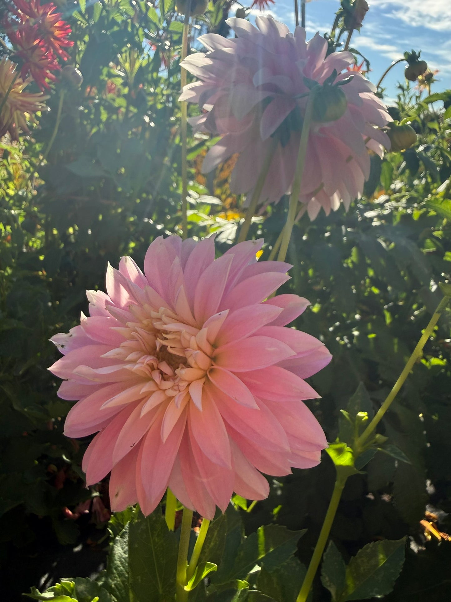 Dahlia - Alloway Candy