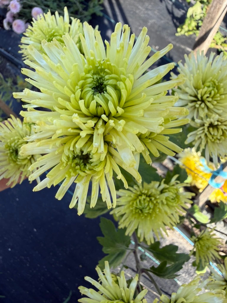 Chrysanthemum - Rooted Cutting - Anastasia Green
