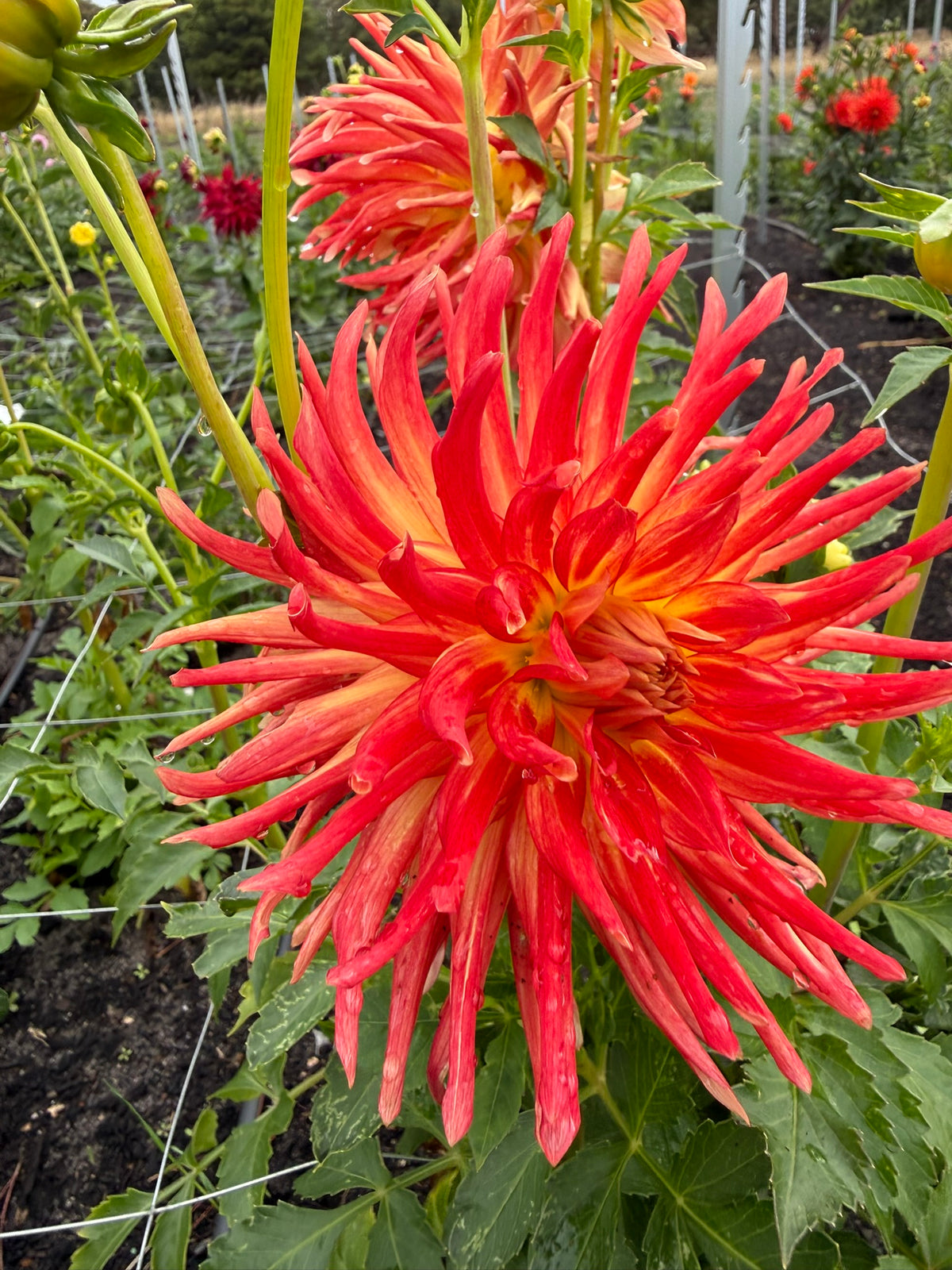 Dahlia - Kenora Sunset