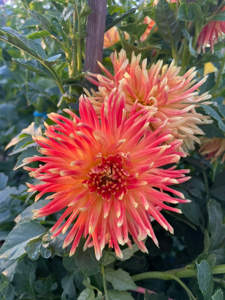 Dahlia Seed - Tuscany