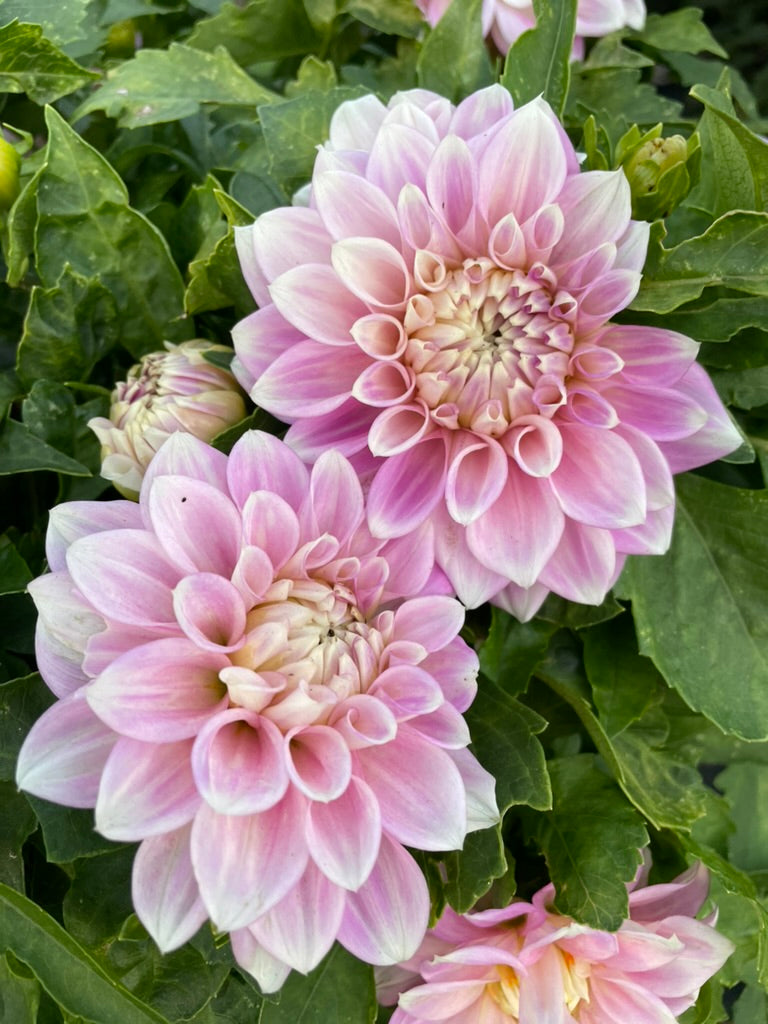 Dahlia - Devon Seattle (Pot Form)