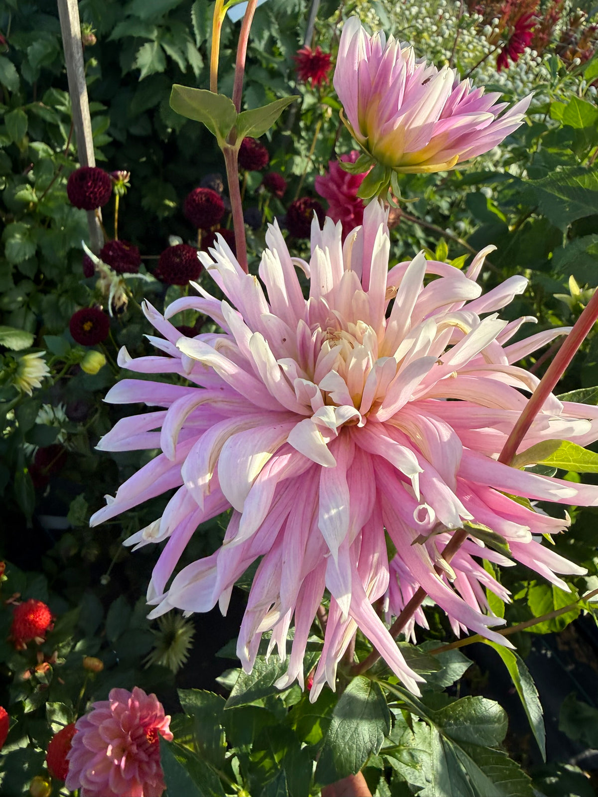 Dahlia - Delbard Versailles