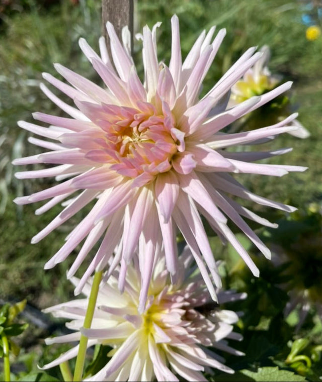 Dahlia - Valetta