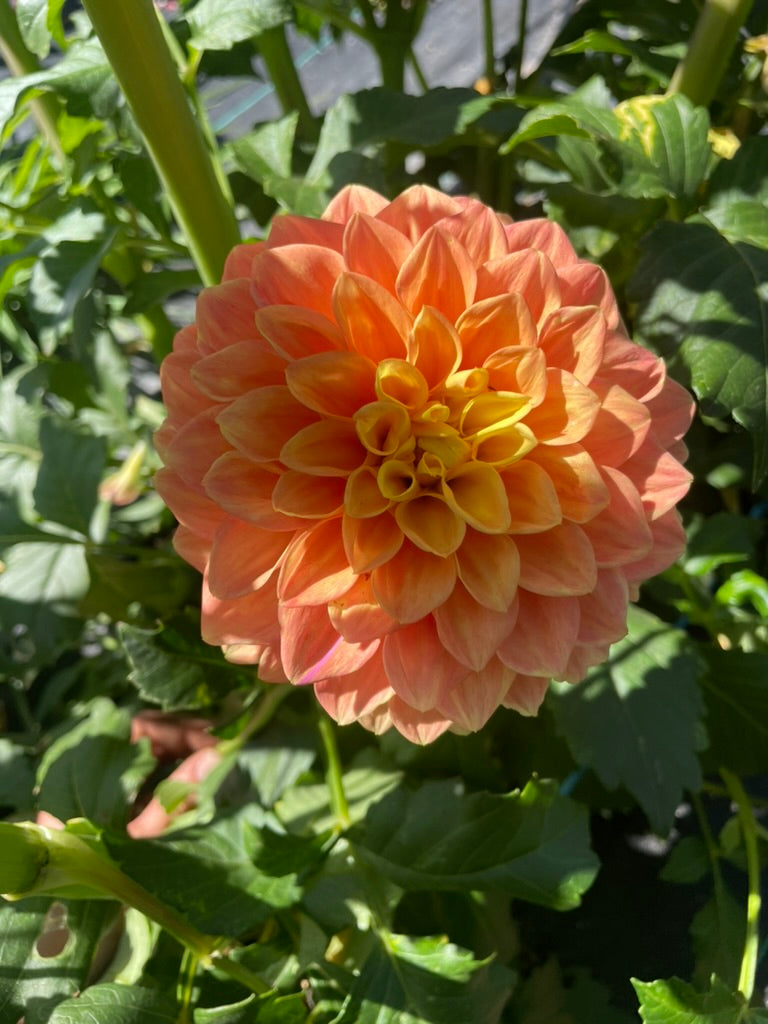 Dahlia - Formby Delight