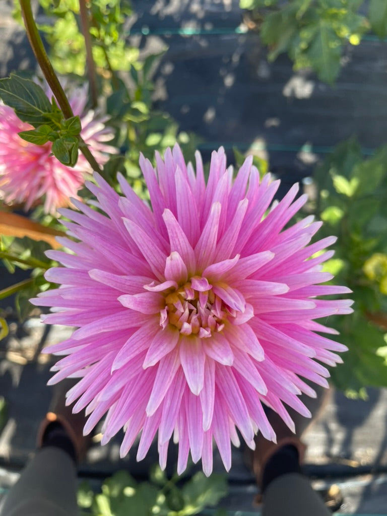 Dahlia - Kiara Forgwen